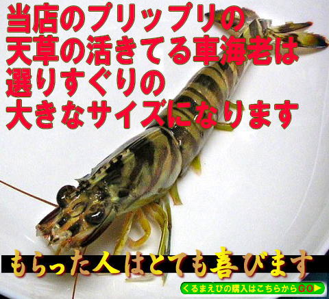 天草の生きてる車海老